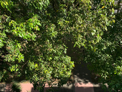 Braddell View (D20), Apartment #257291791